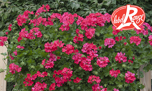 Géranium Label Rouge