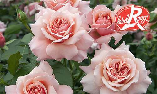 Géranium Label Rouge