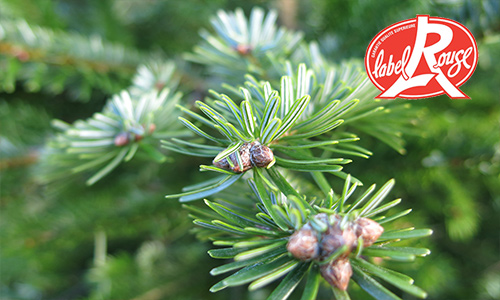 Sapin Label Rouge