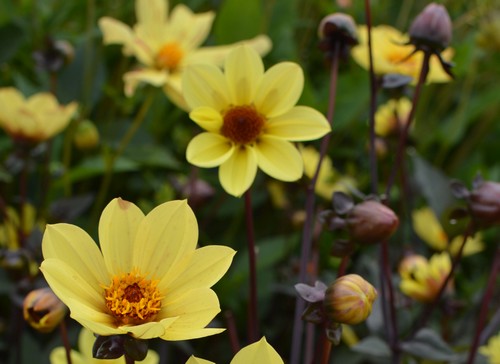 Dahlia Pollen Novaflore jardin