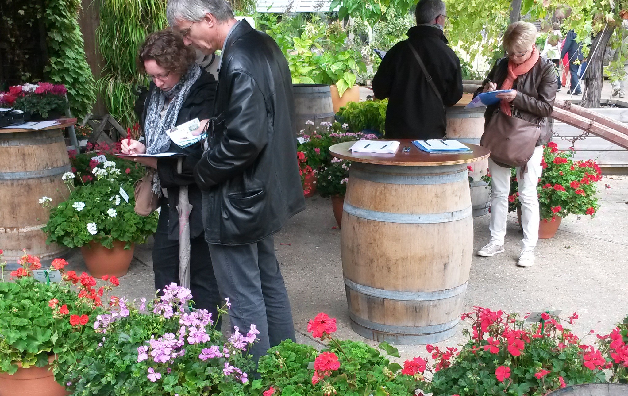 Jury Géraniums Label Rouge Terra Botanica