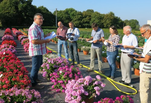 Jury Géraniums Label Rouge 2016