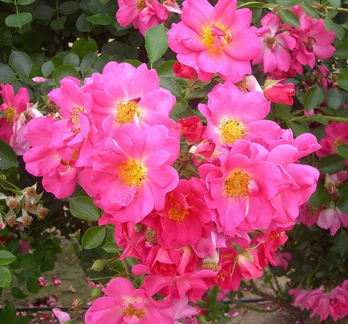 Rosier Evefrais (A.Rve)