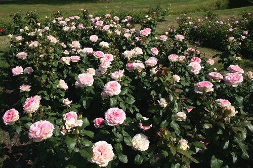 Rosier Souvenir de Baden Baden (Kordes. Globe Planter)