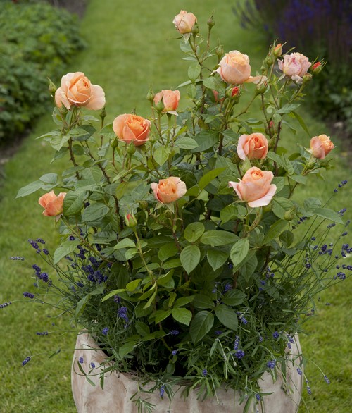 Rosier Bengali (Globe PLanter)