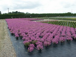 ERICA cinerea Pallas Pépinières Renault