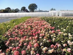 Culture Hydrangea paniculata Pépinières Renault