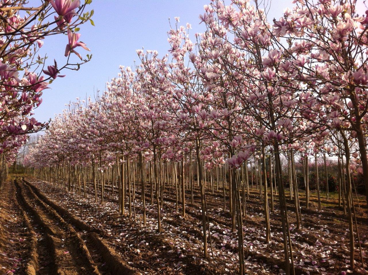 Production de Magnolias. Pépinières du Val d'Erdre.