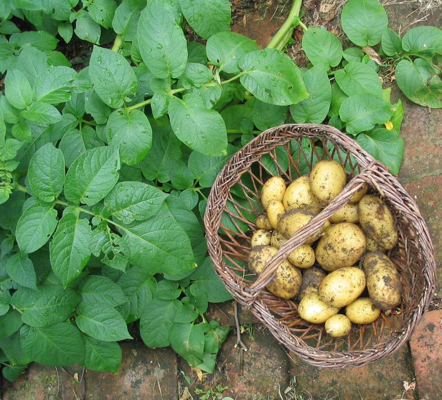 pomme de terre panier csbd