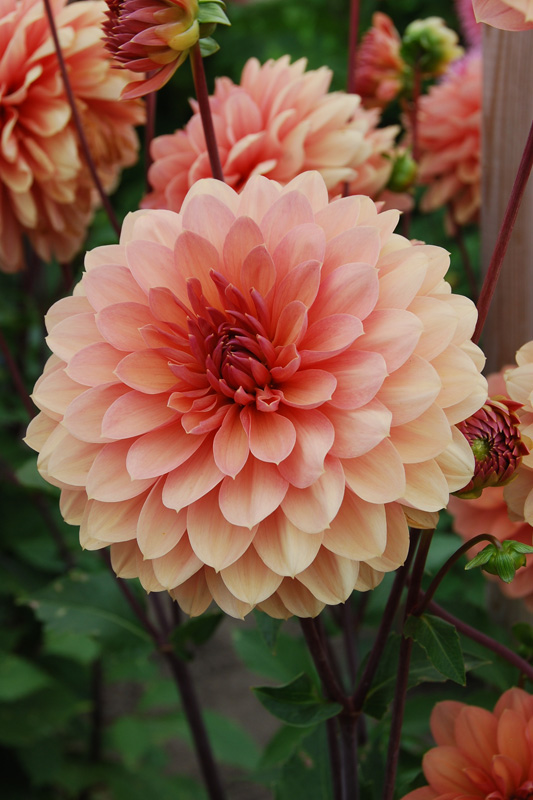 DAHLIA-DECORATIF-CHATEAU-DE-LA-BOURDAISIERE