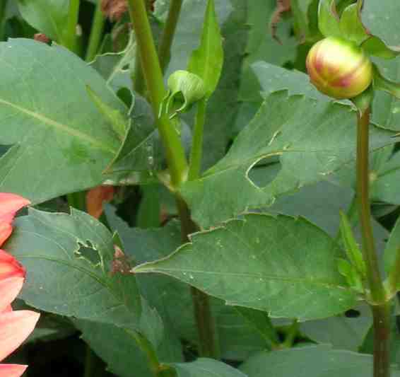 Trous de limaces sur feuilles de dahlias
