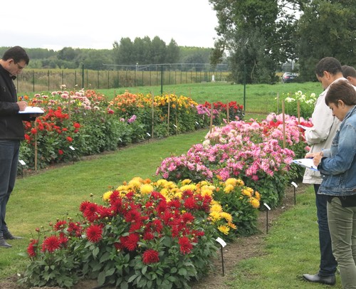 Jury Dahlias Label Rouge 2015 Jury Dahlias Label Rouge 2015
