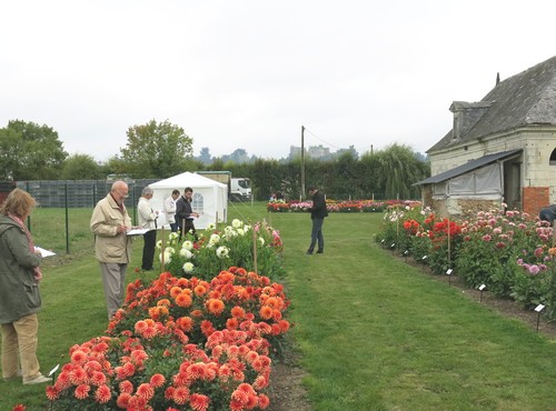 Jury Dahlias Label Rouge 2015 Jury Dahlias Label Rouge 2015