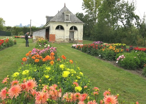 Jury Dahlias Label Rouge 2015 Jury Dahlias Label Rouge 2015