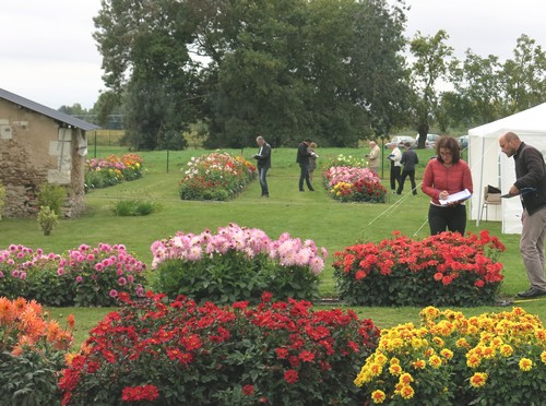 Jury Dahlias Label Rouge 2015 Jury Dahlias Label Rouge 2015