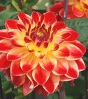 Dahlia Label Rouge Hepken (E.Turc)