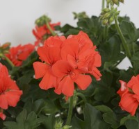 Marcada® Orange