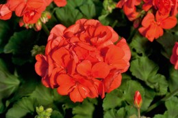 Sunrise Mandarin