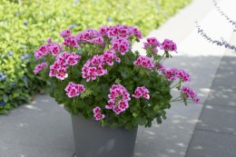Marcada® Pink Purple
