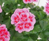 Marcada® Pink Purple