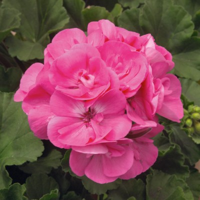 Moonlight® Amelie
