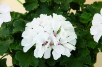 Marcada® White
