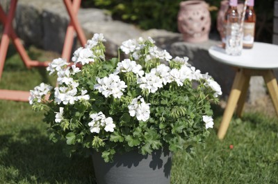 Marcada® White