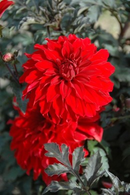 Dahlia décoratif Alex