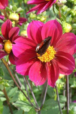 Dahlia simple Annabelle