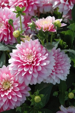 Dahlia décoratif Bagatelle