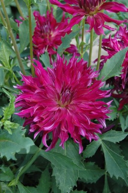 Dahlia Bangkok violet