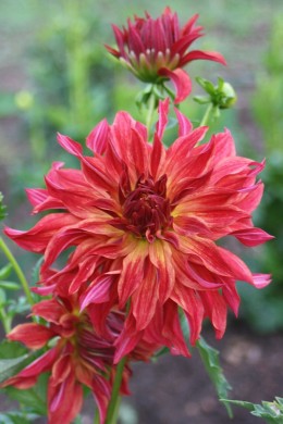 Dahlia Bangkok