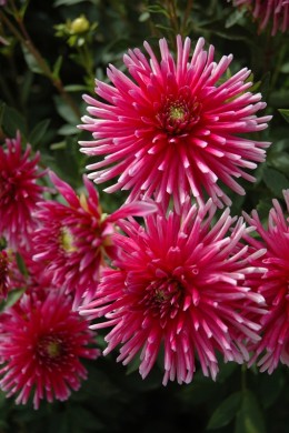 Dahlia Cactus Bon Esprit