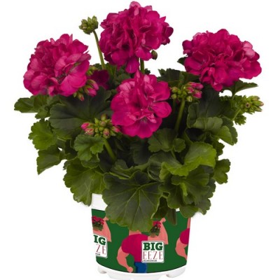 Big Eeze Fushia Blue