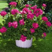 Big Eeze Fushia Blue
