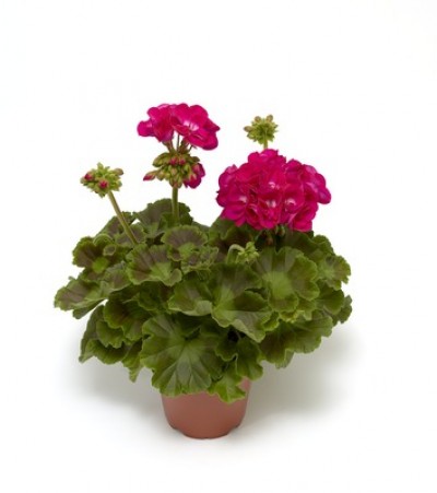Calliope® M Hot Pink