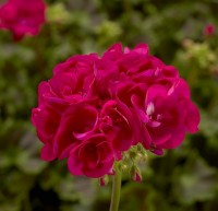 Calliope® M Hot Pink