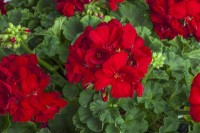 Calliope® M Red