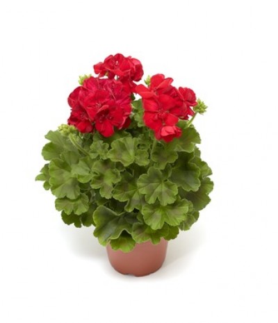 Calliope® M Red