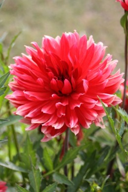 Dahlia décoratif Ciruela