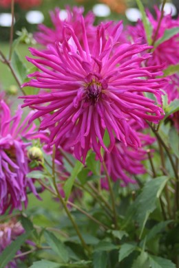 Dahlia Label Rouge variété Citron Bleu