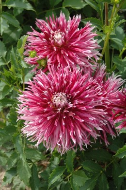Dahlia dentelle Colorama