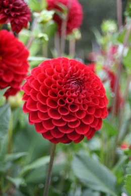 Dahlia Cornel