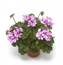 Calliope® Cascade Dark Pink