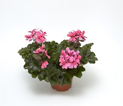 Calliope® Cascade Dark Salmon