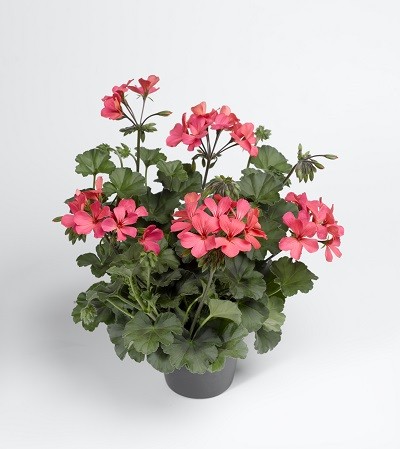 Calliope® Landscape Rose