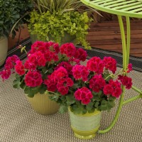 Calliope® M Red Splash
