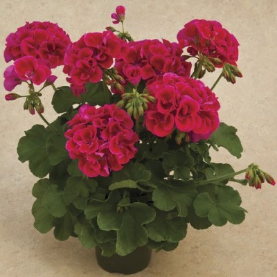 Calliope® M Red Splash