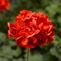 Calliope® M Scarlet Red
