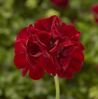 Calliope® M Dark Red